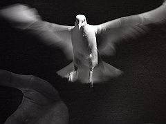 Freedom of Spirit